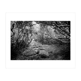 Undergrowth in black and white (Print Only) thumbnail
