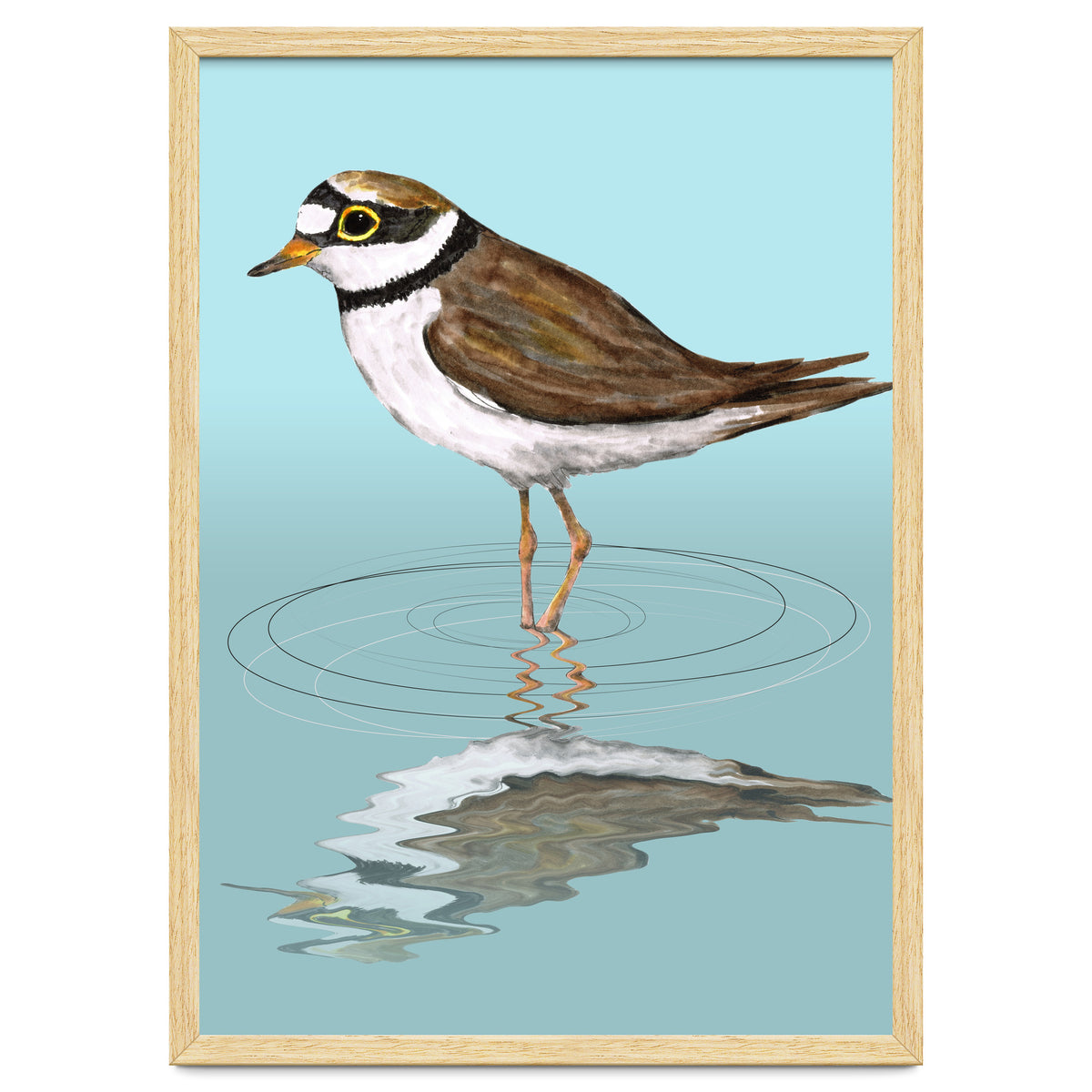 Little ringed  plover