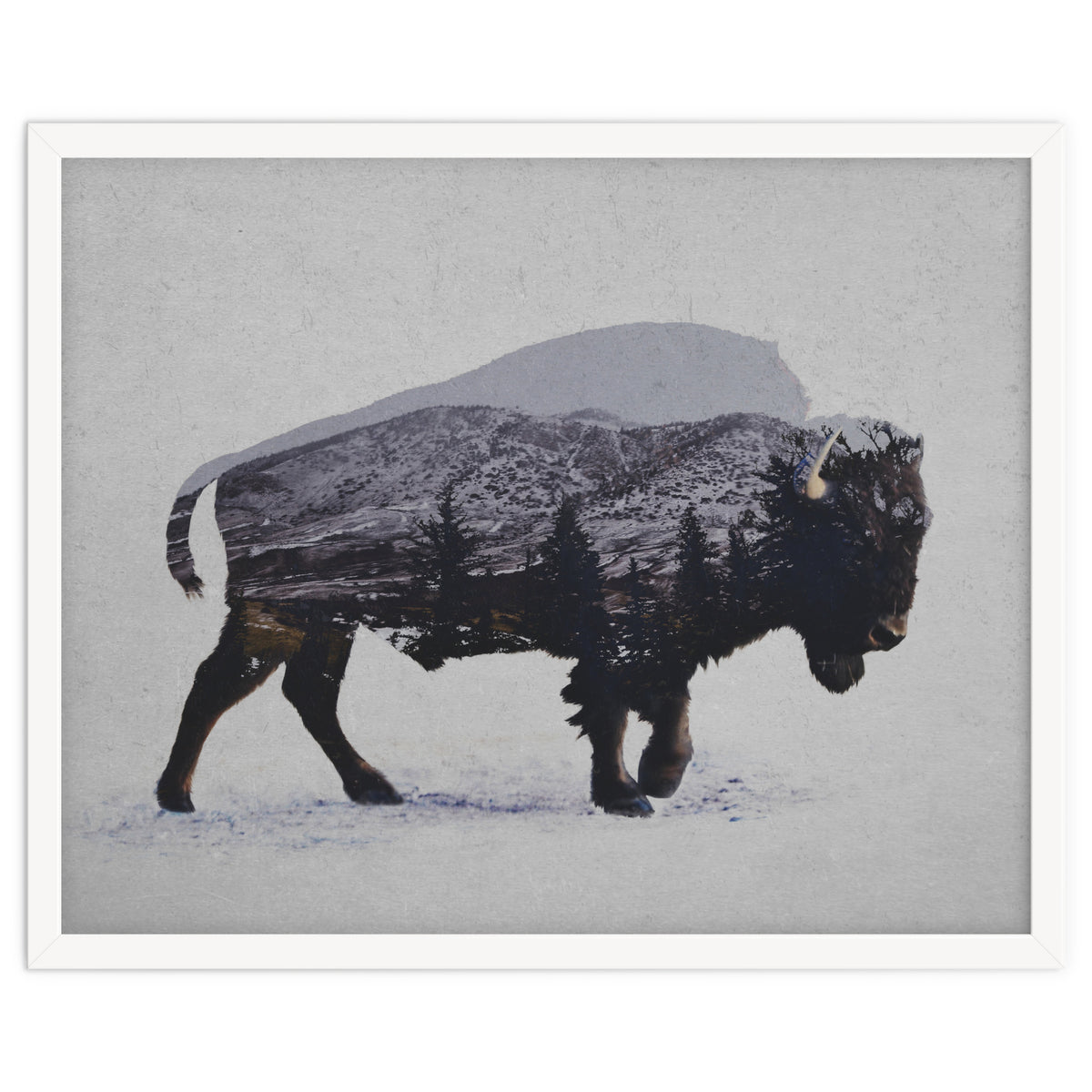 The American Bison