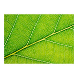 Autumn Leaf (Print Only) thumbnail