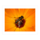 Bee Kinder (Print Only) thumbnail