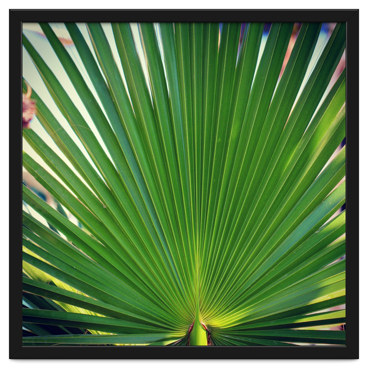 palm leaf