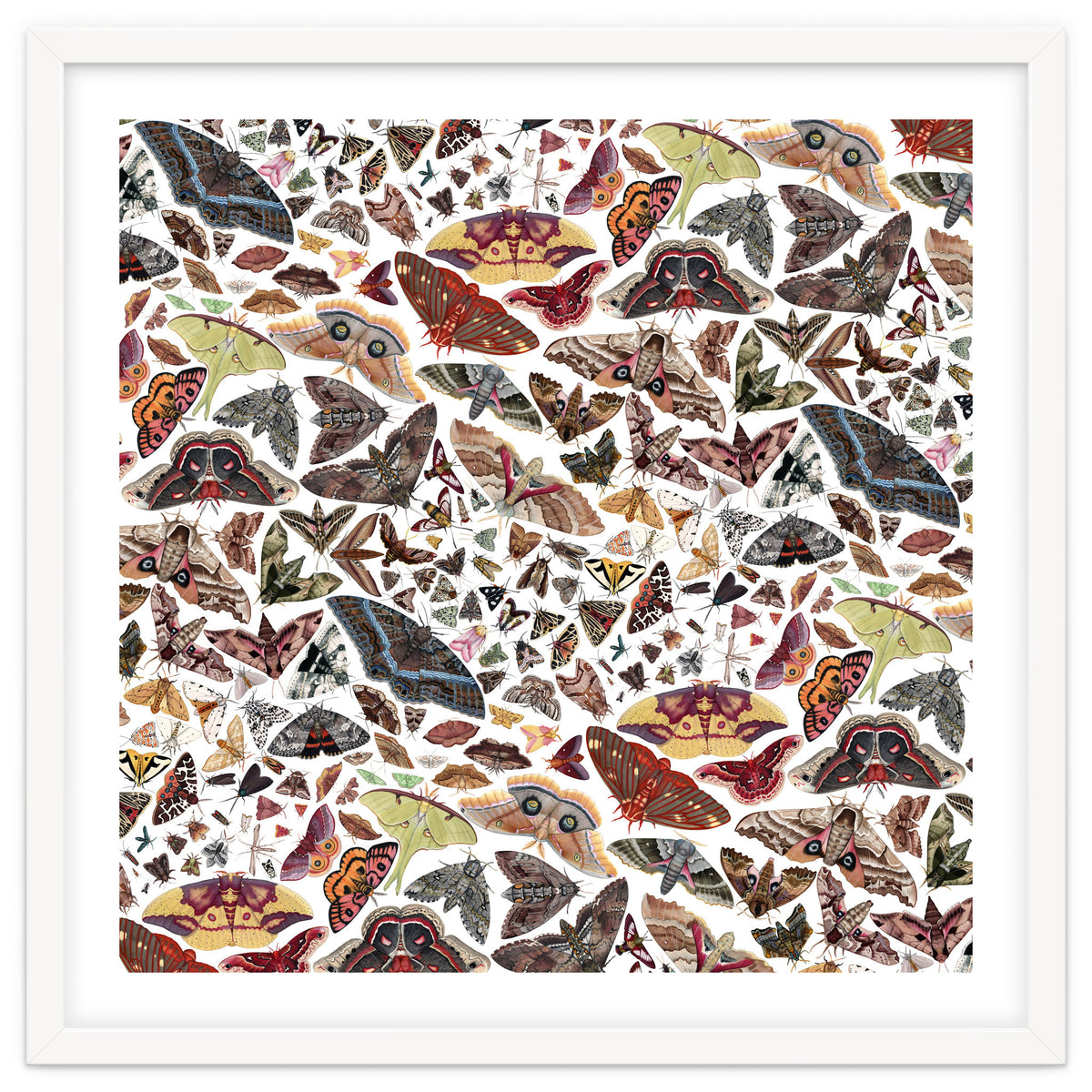 Moths of North America Pattern