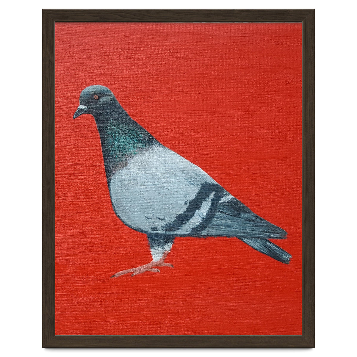 Pigeon