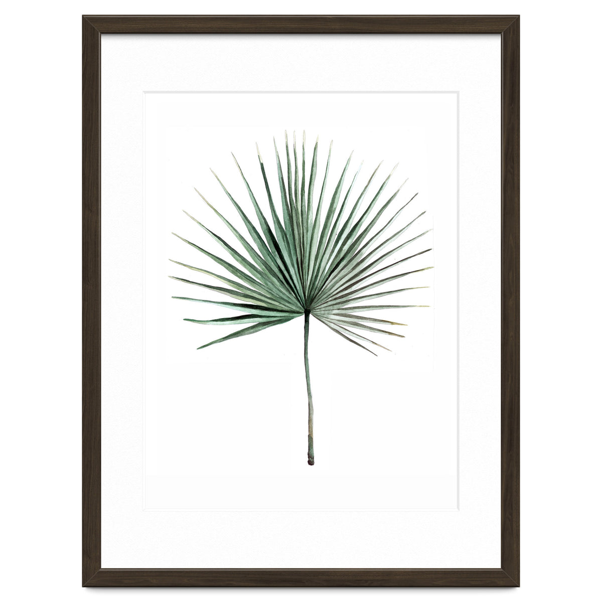 Botanical Illustration Fanpalm