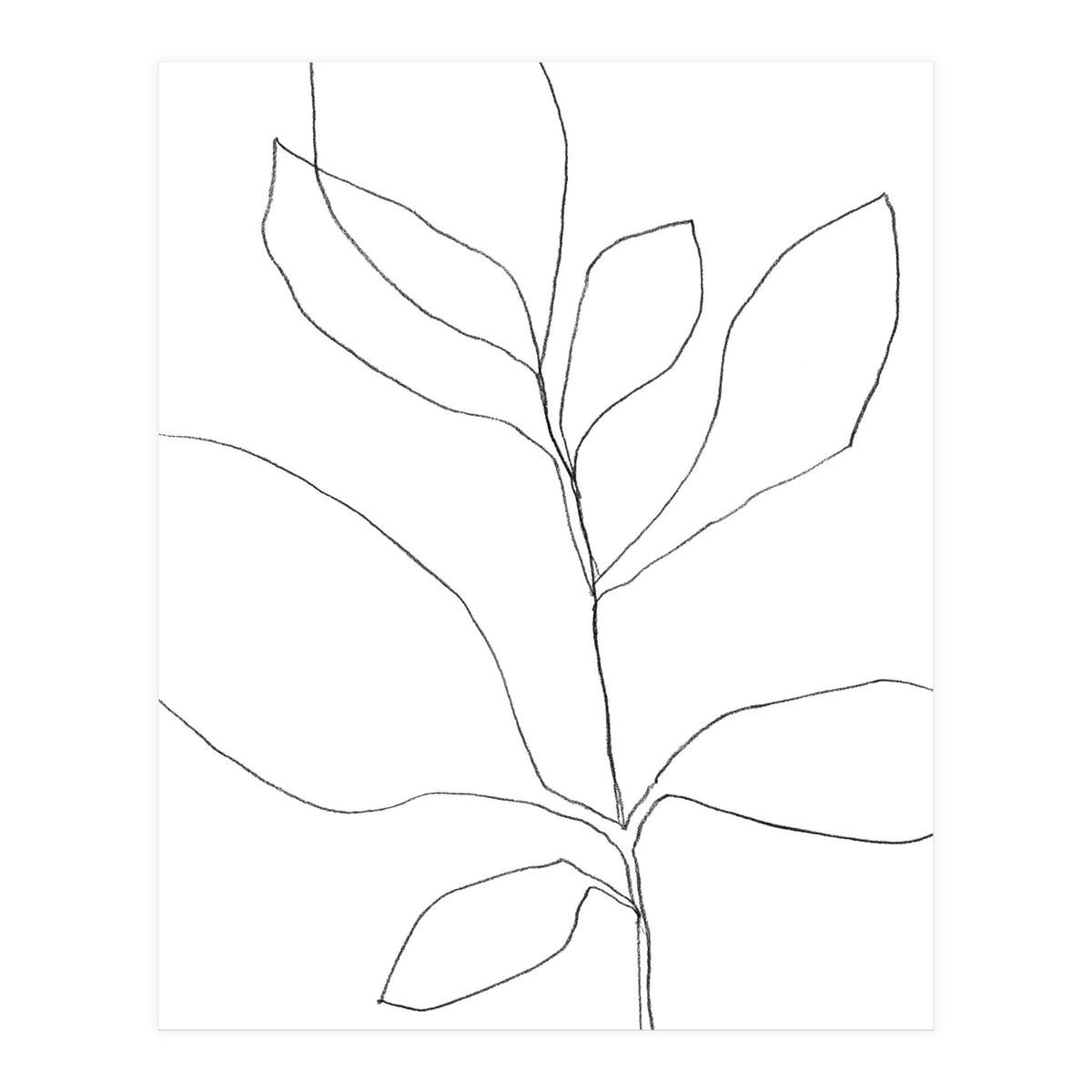 Seven Leaf Plant (Print Only)