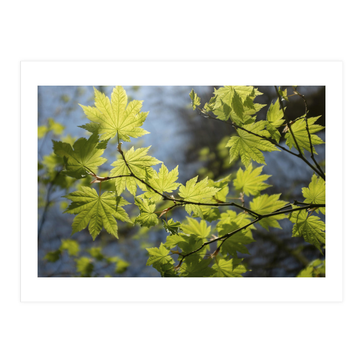 Heart Of Light (Print Only)