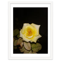 Yellow Rose