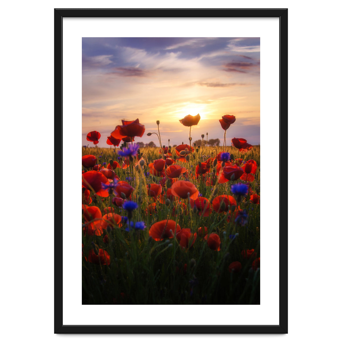 Poppiesfield at Sunrise