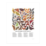 Saturniid Moths of North America (Print Only) thumbnail