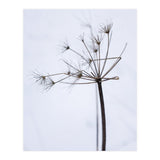 Wildflower in Winter (Print Only) thumbnail