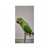 Beautiful Indian Parakeet (Print Only) thumbnail