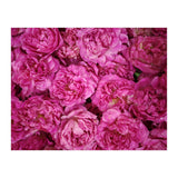 Rose Garden  (Print Only) thumbnail