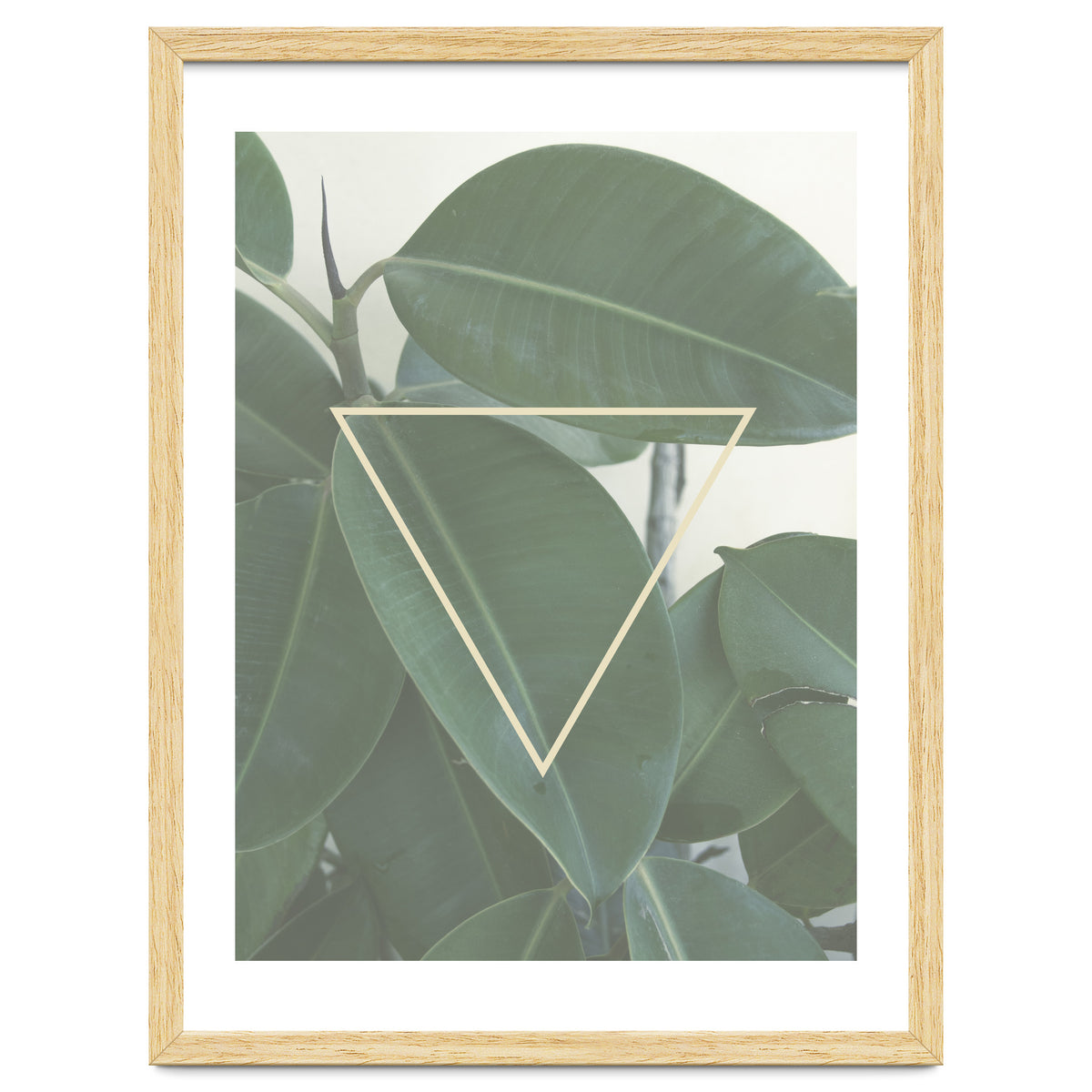 ficus triangle