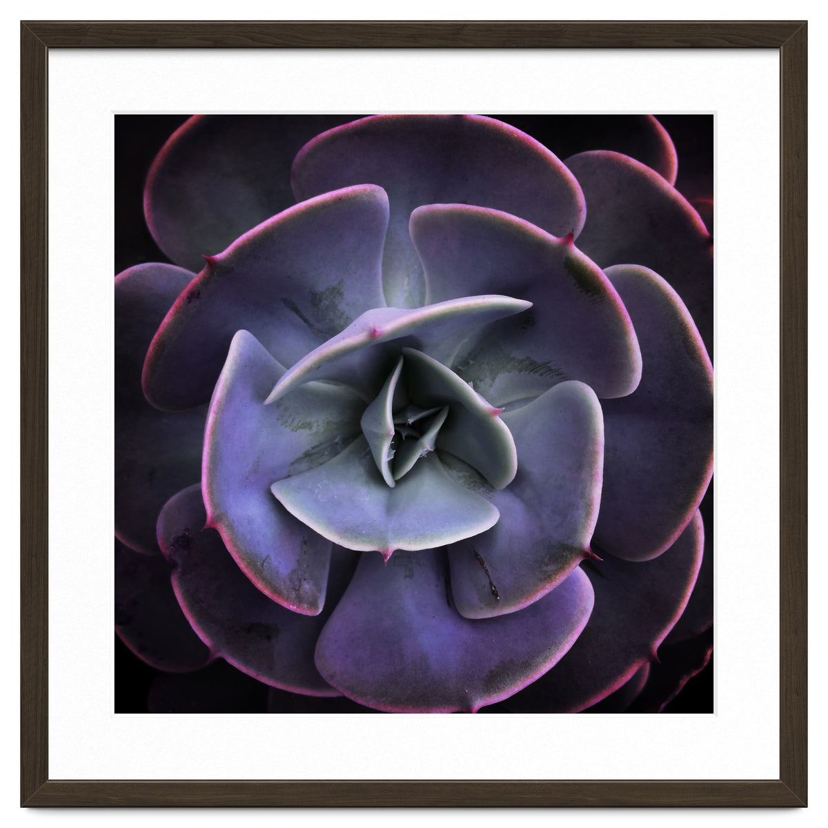 DARKSIDE OF SUCCULENTS VII