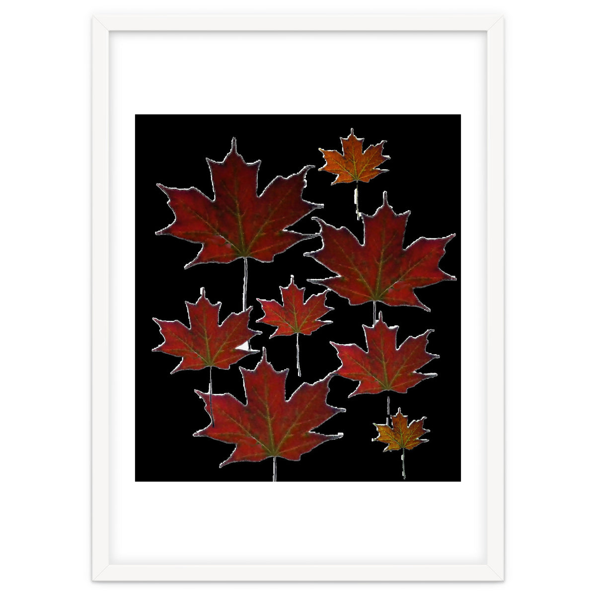 Red Autumn Leaves on Black Ground.