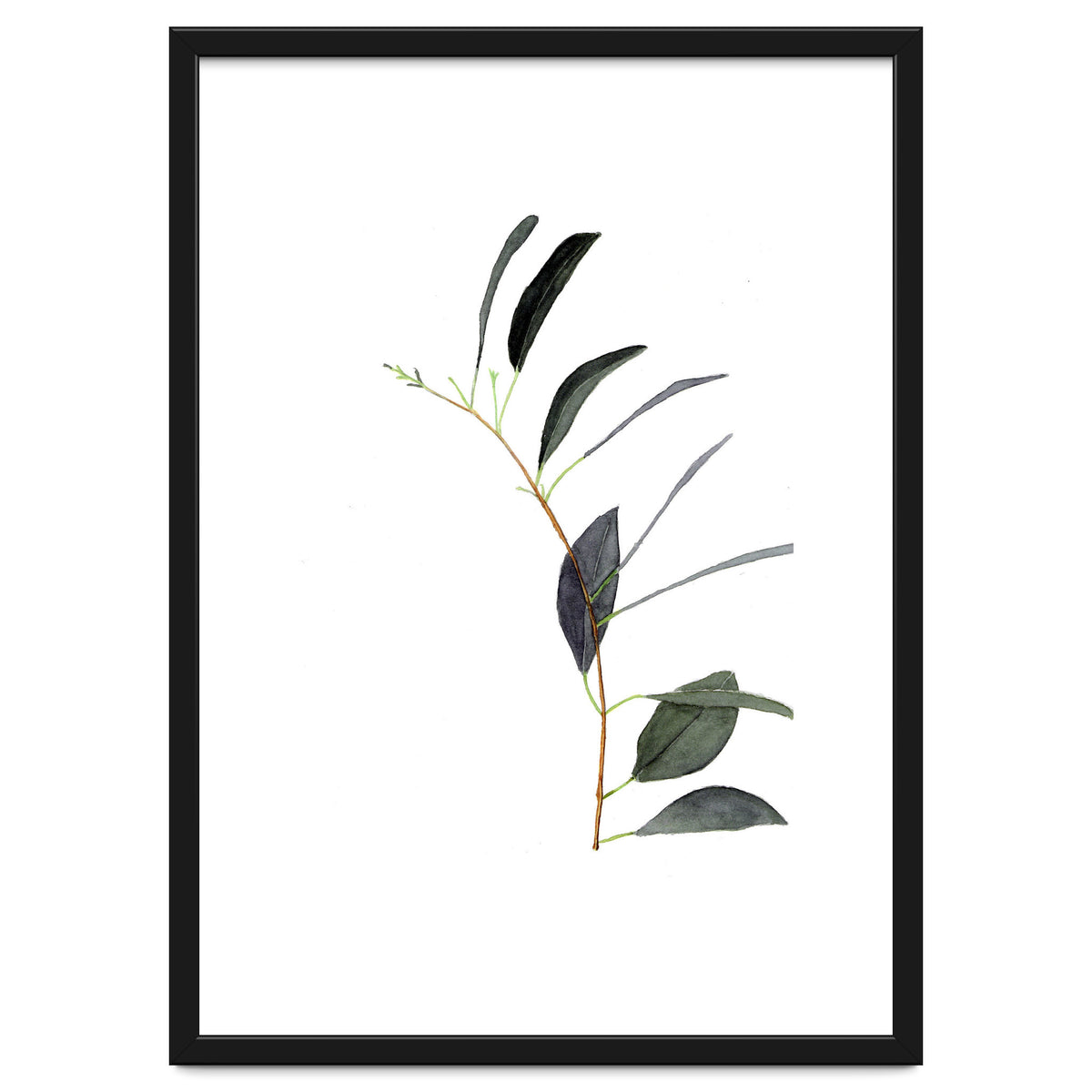 Untitled #14 - Eucalyptus