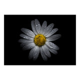 Backyard Flowers No 16 Color Version (Print Only) thumbnail