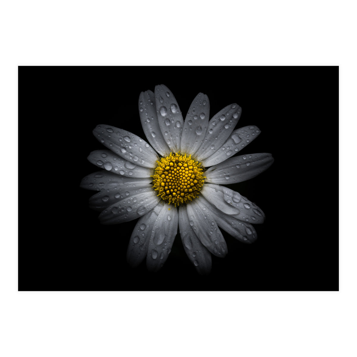 Backyard Flowers No 16 Color Version (Print Only)