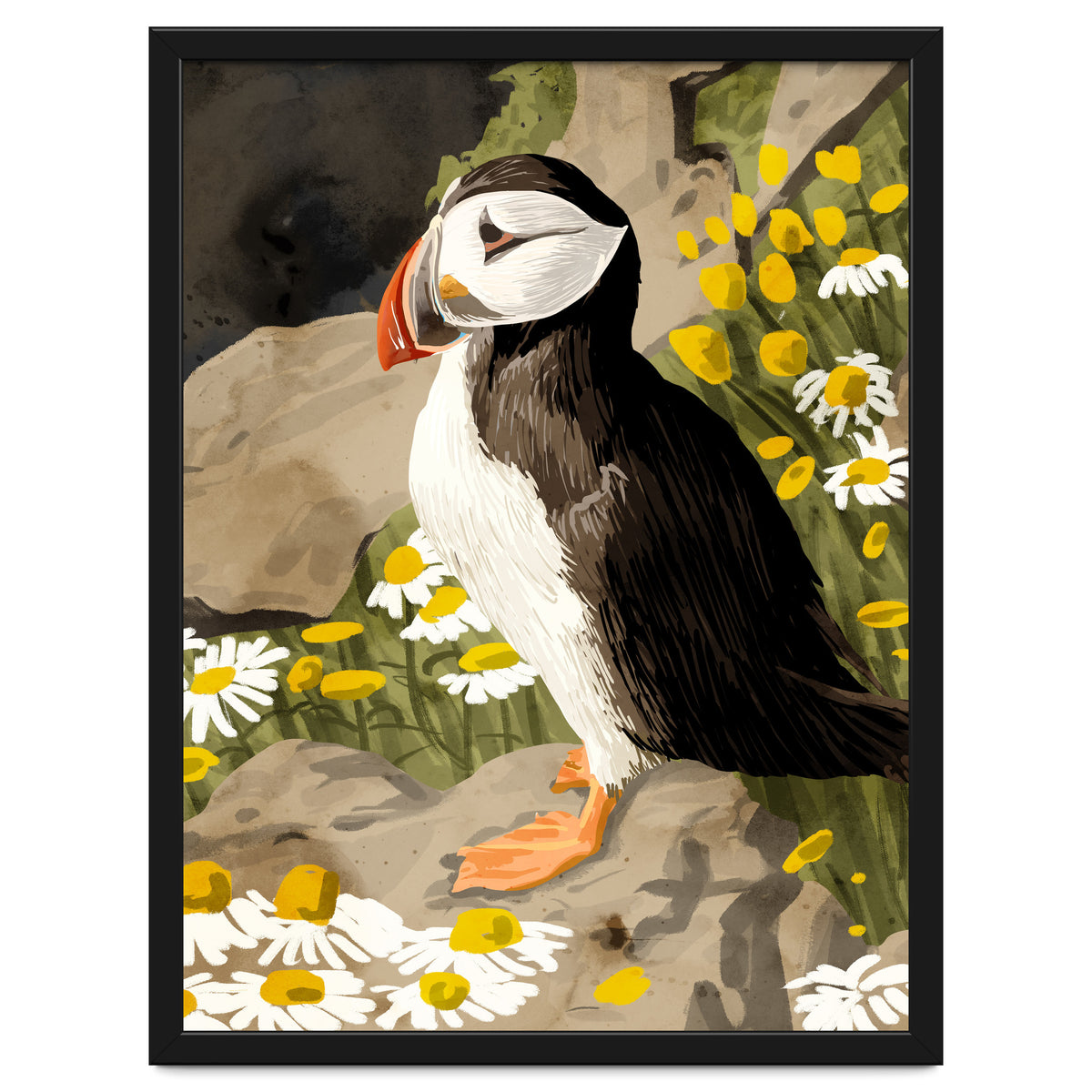 Puffin