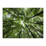 Beechwood (Print Only) thumbnail