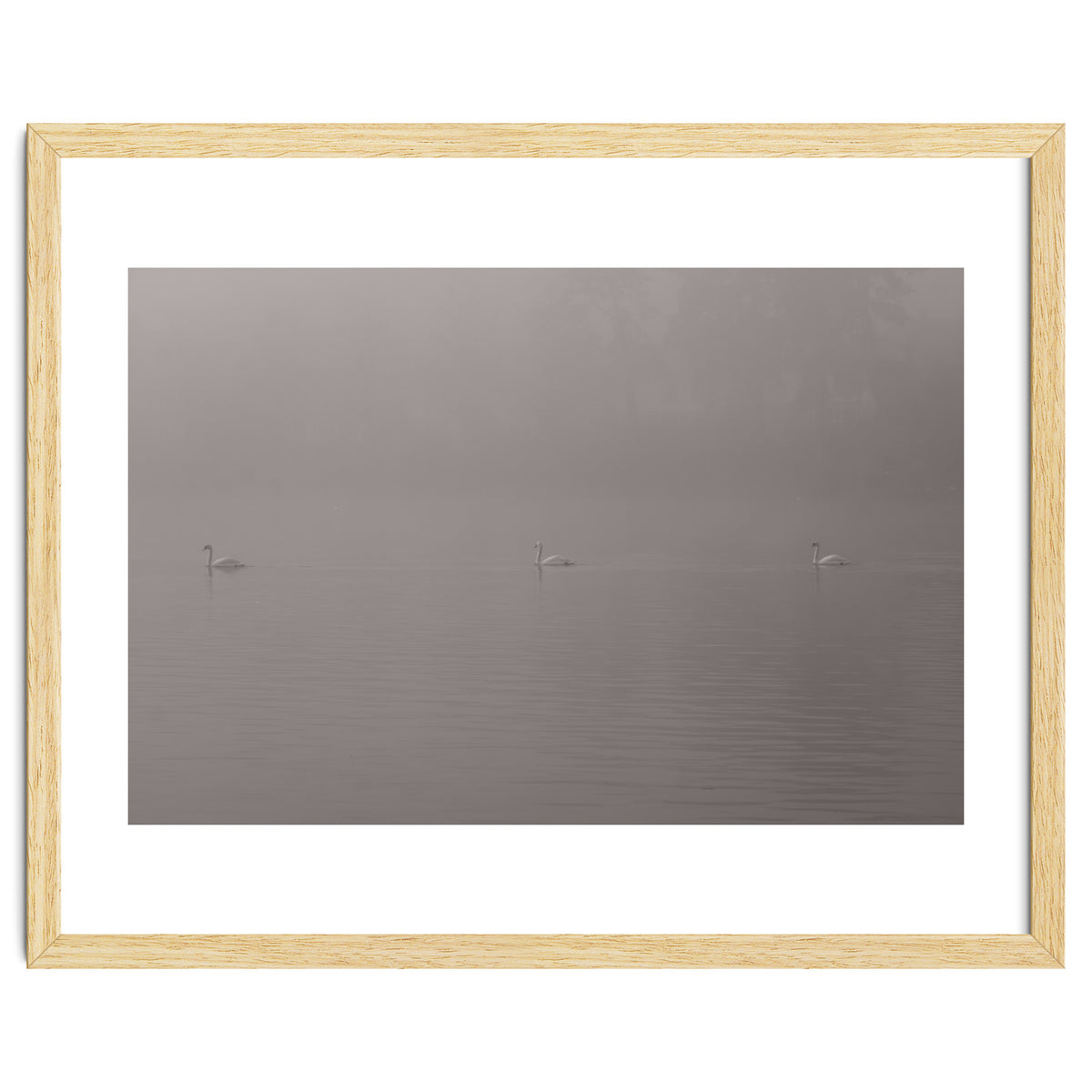 Swans in the mist