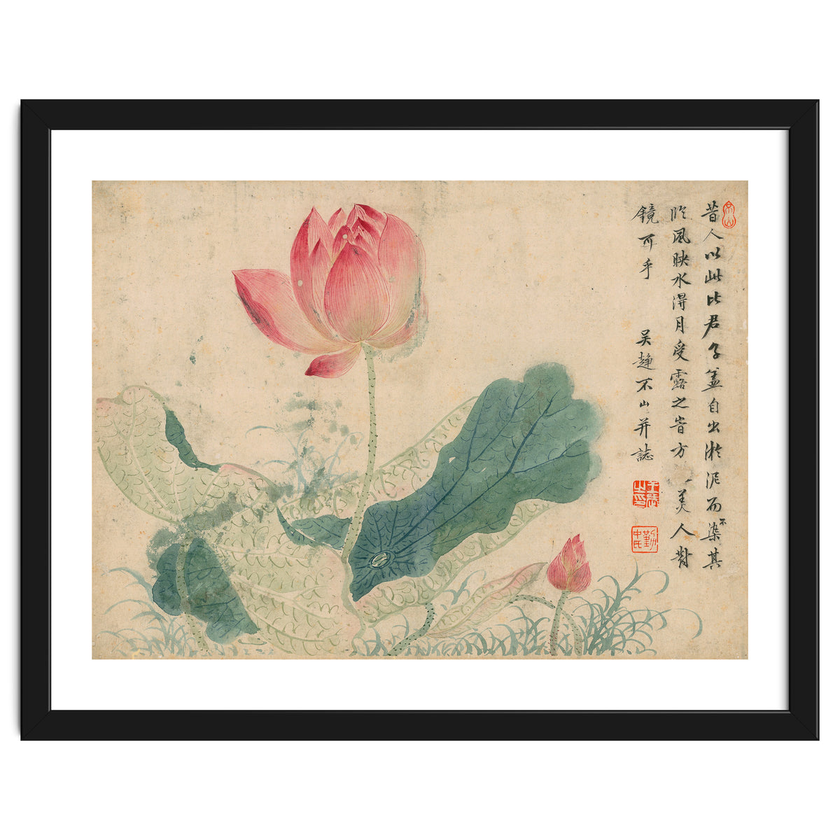 Qing Wangwu Flower album, lotus, lotus leaf, pond, copy of water grass