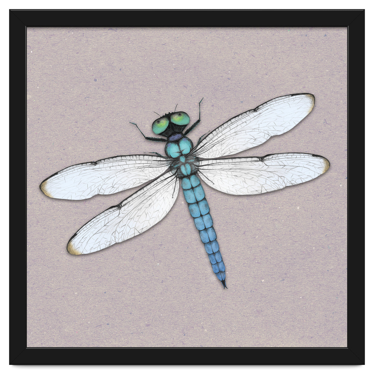 Blue dragonfly