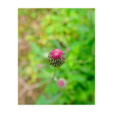 Eye Bud (Print Only) thumbnail