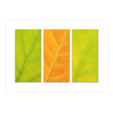 Autumn Leaves (Print Only) thumbnail