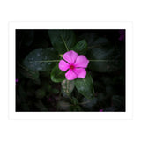 Floral vibes (Print Only) thumbnail