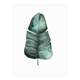 Botanical Illustration Banana Leaf (Print Only) thumbnail