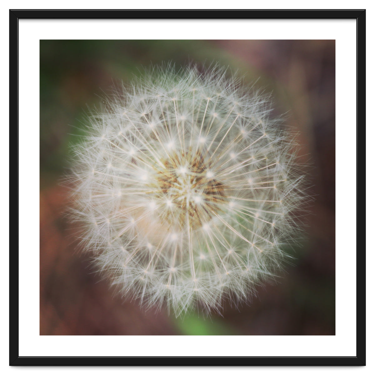 dandelion clock