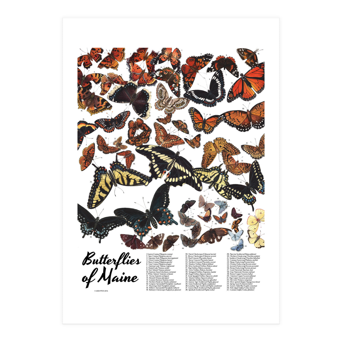 Maine Butterflies Chart (Print Only)