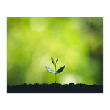 Plant in Nature (Print Only) thumbnail