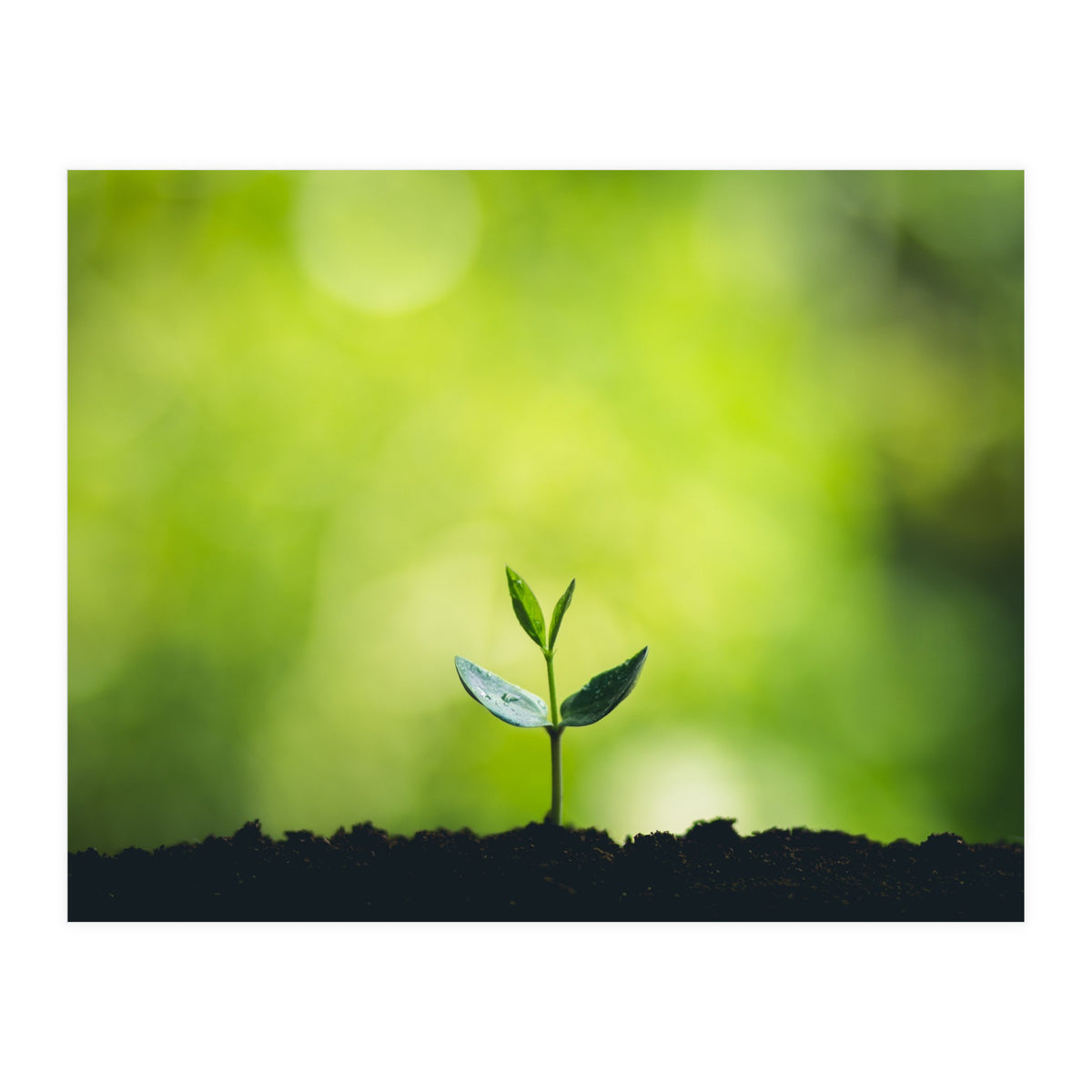 Plant in Nature (Print Only)