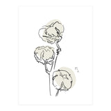 Cotton (Print Only) thumbnail