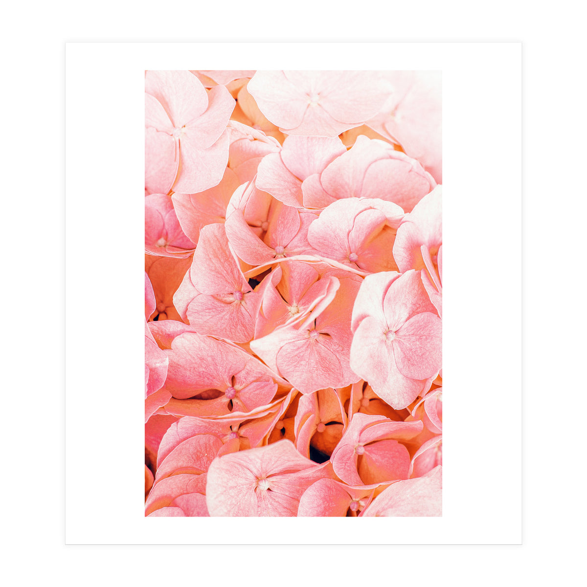 Blushing (Print Only)