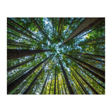 Forest (Print Only) thumbnail