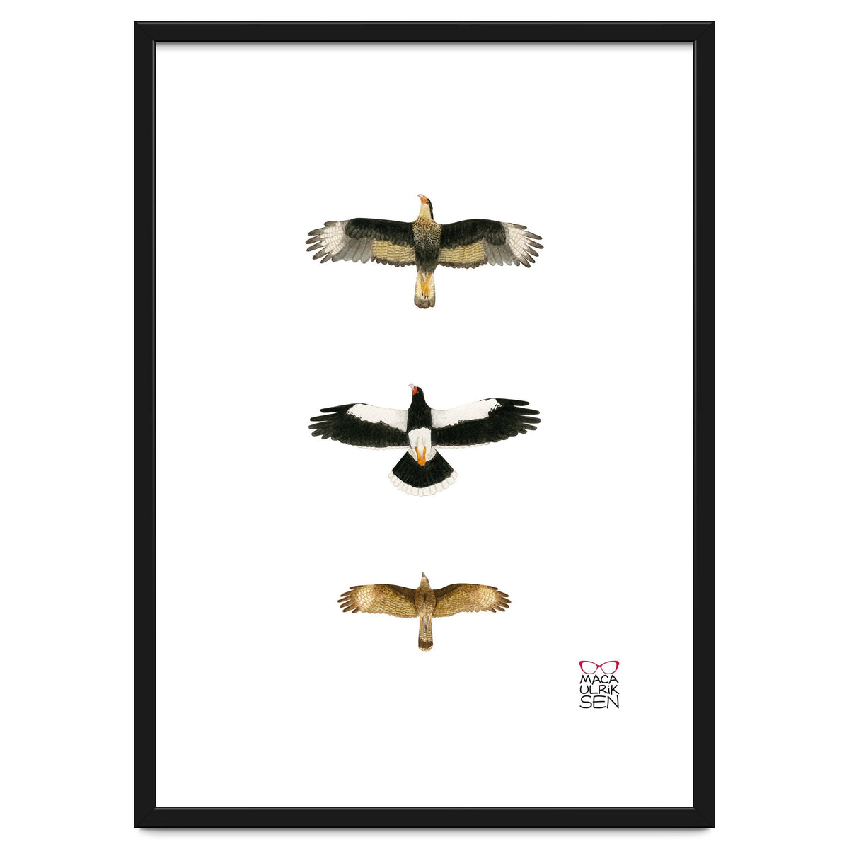 Falconidae n.2