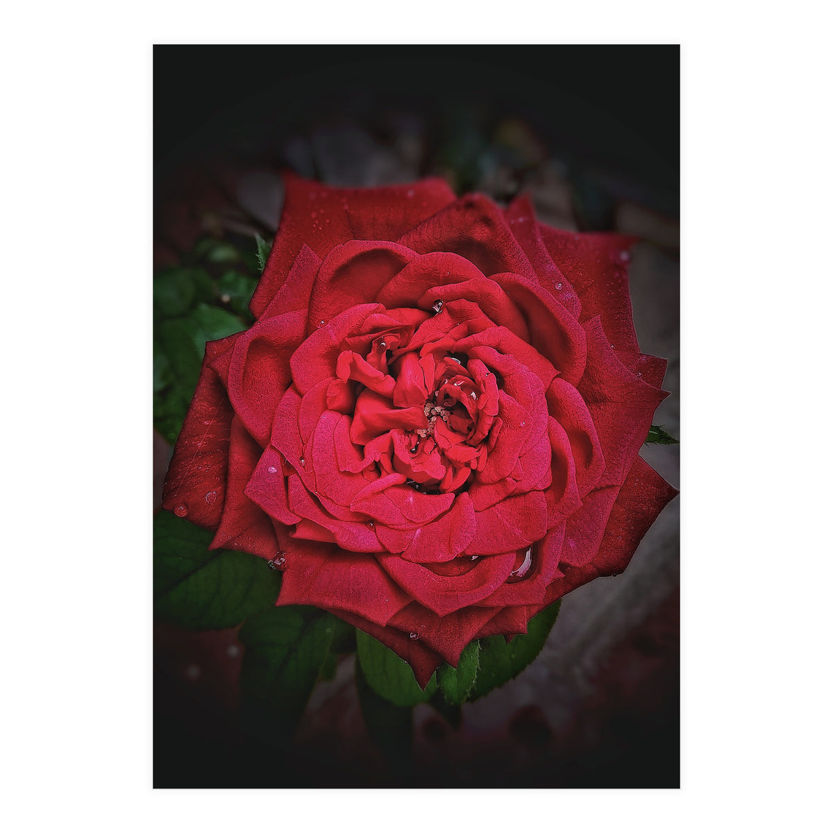 Red Rose (Print Only)