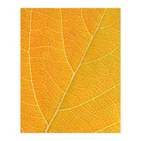 Autumn Leaf (Print Only) thumbnail