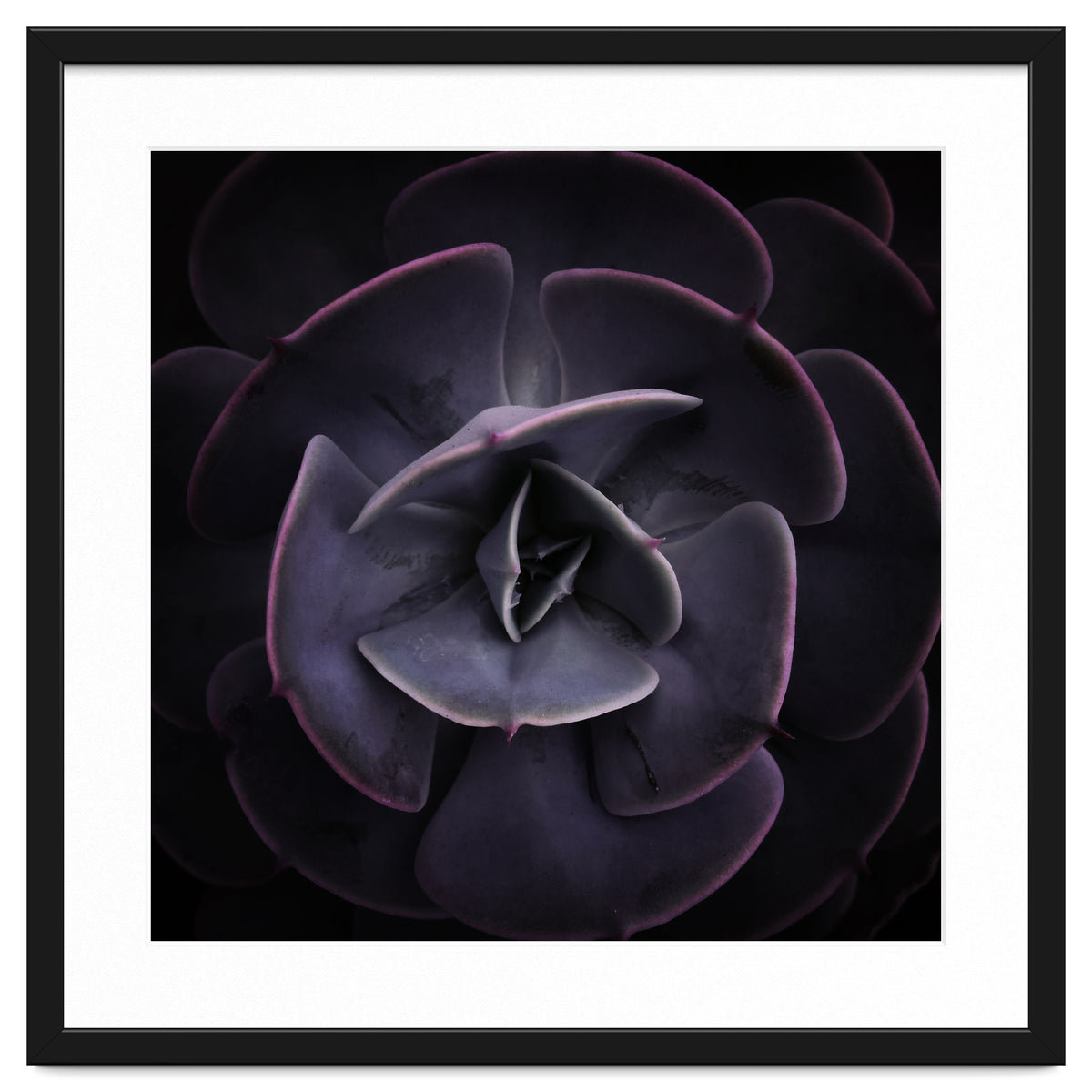 DARKSIDE OF SUCCULENTS VIII