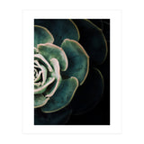 Darkside Of Succulents 4-B (Print Only) thumbnail