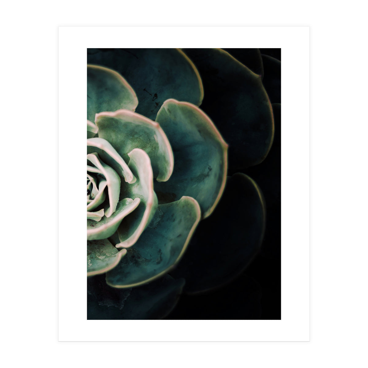 Darkside Of Succulents 4-B (Print Only)