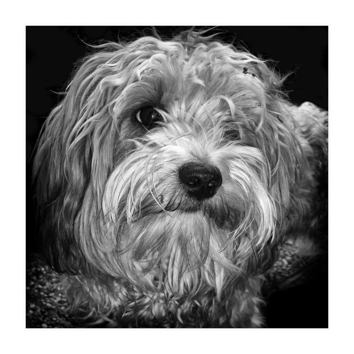 Havaneser (Print Only)