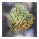 Seed head (Print Only) thumbnail