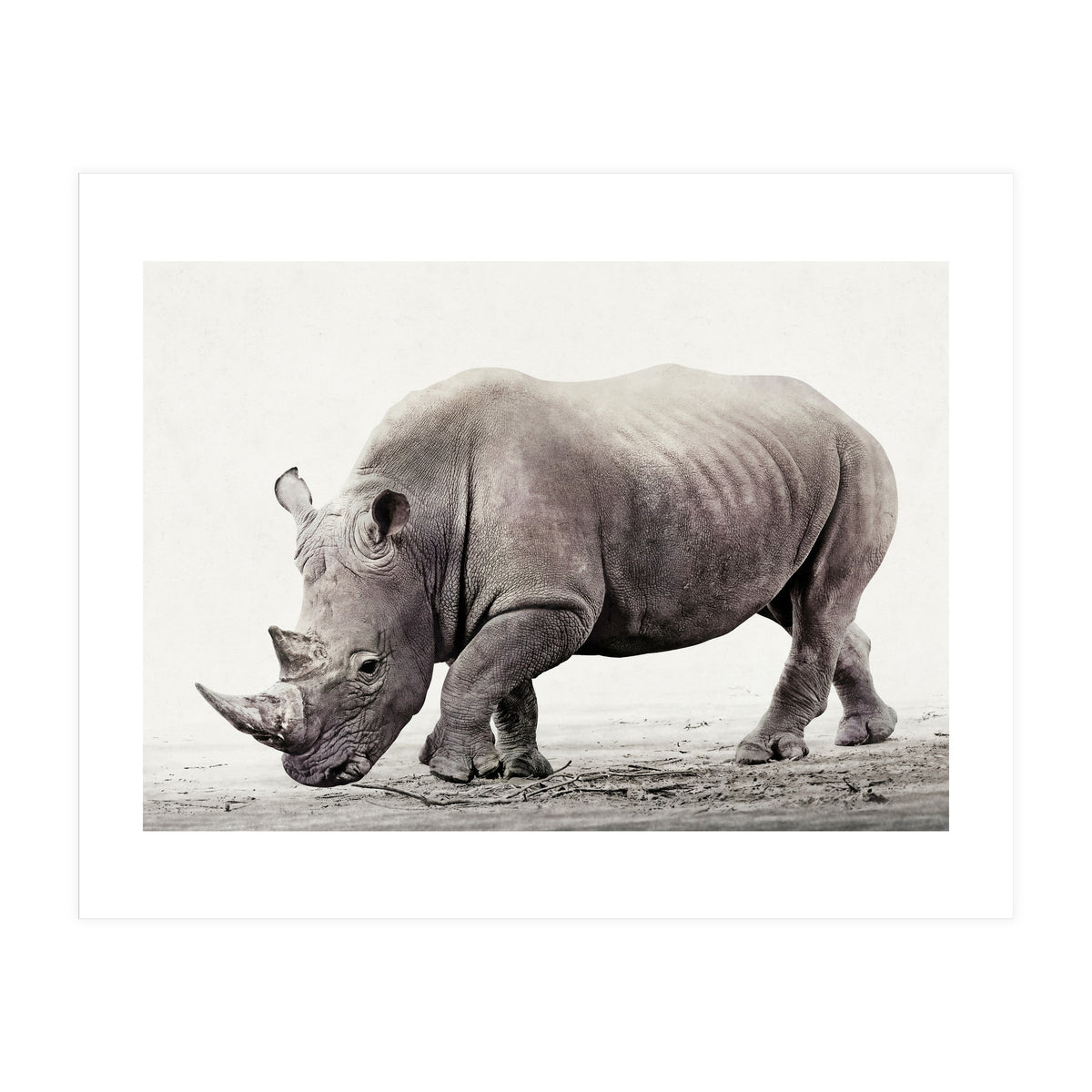 Rhino (Print Only)
