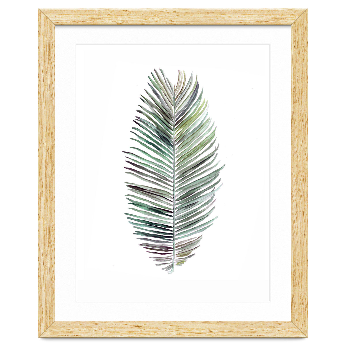 Botanical Illustration Cocos Palm