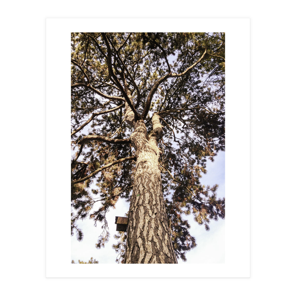 Bucolism 6 (Print Only)